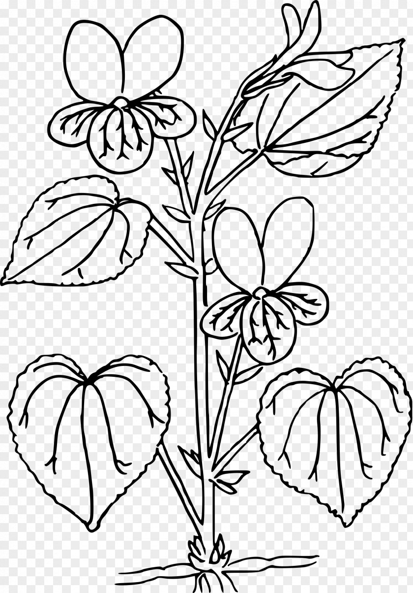 Flower Floral Design Drawing Clip Art PNG