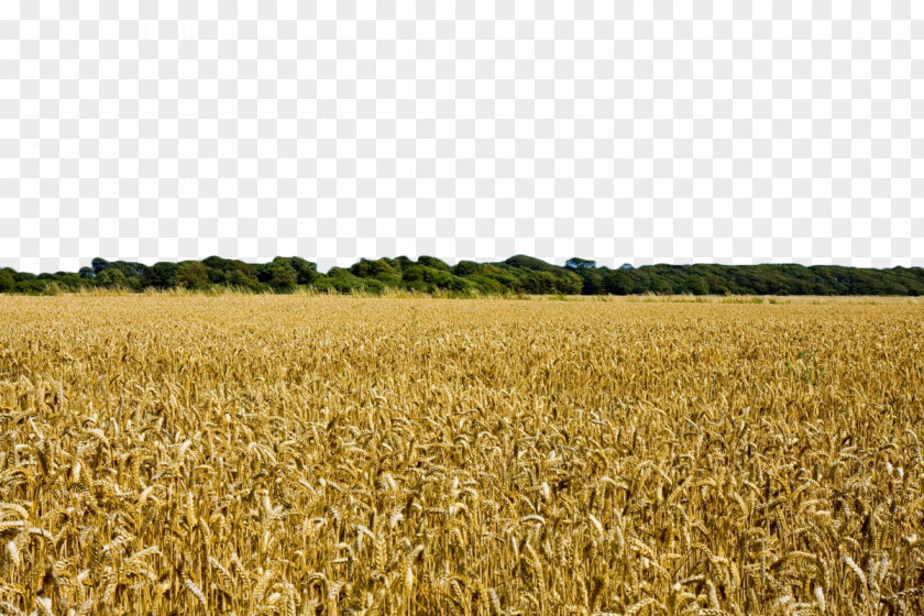 Golden Wheat Field Harvest Crop Agriculture PNG