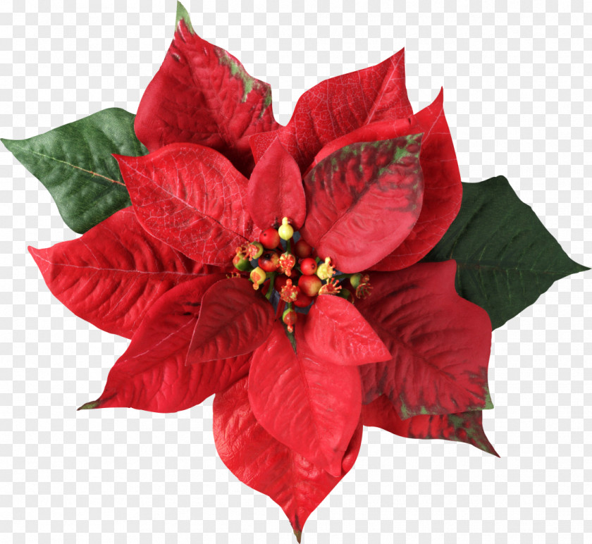 Mistletoe Poinsettia Christmas Decoration Flower Joulukukka PNG