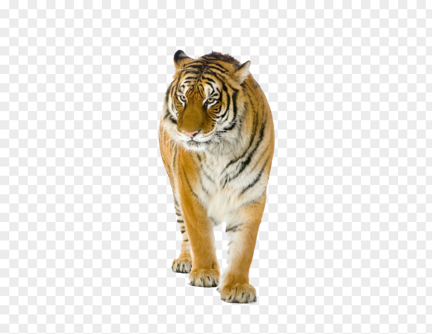 Tiger Bengal Siberian Lion Stock Photography PNG