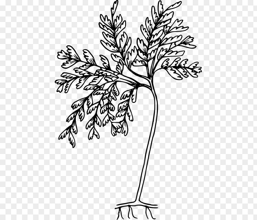 Clip Art Fern Drawing Openclipart Vector Graphics PNG