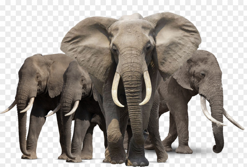 Elephant African PNG