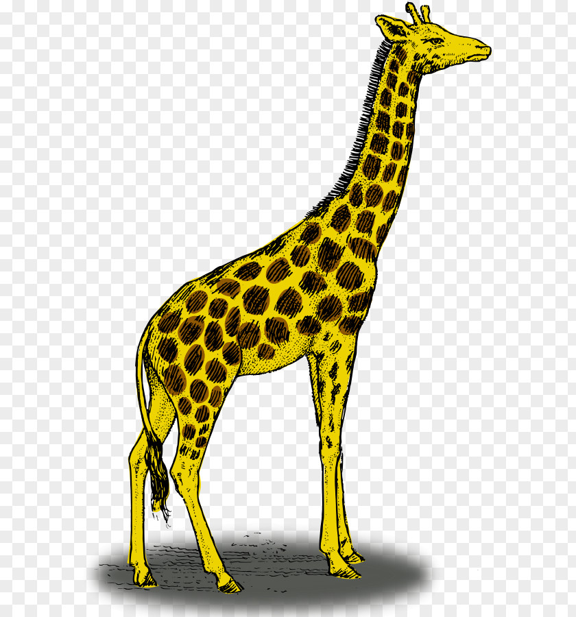 Giraffe Photographs Color Drawing Clip Art PNG