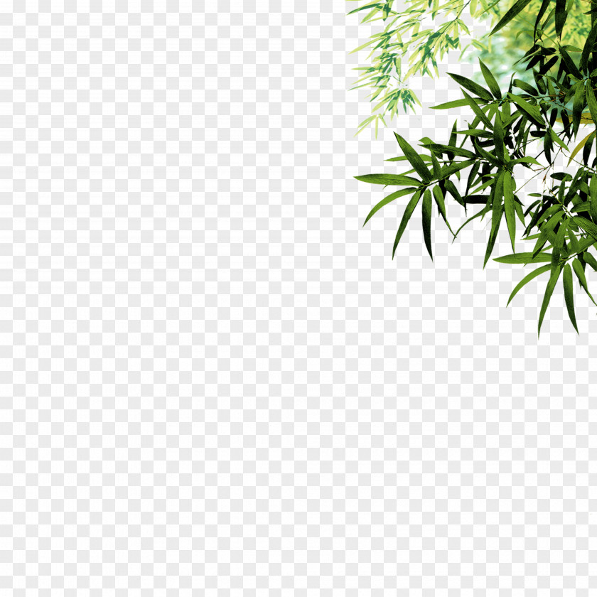 Green Bamboo Leaf Ink Icon PNG