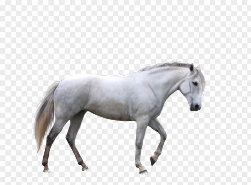 Horse Desktop Wallpaper Clip Art PNG