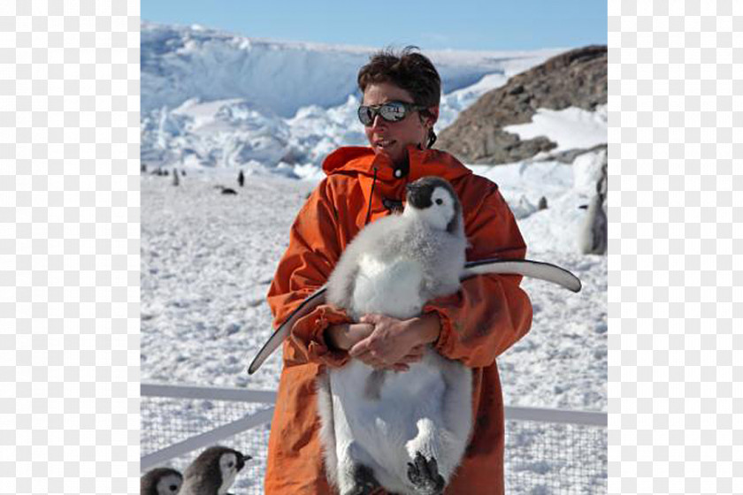 Penguin The Emperor Antarctica Bird PNG