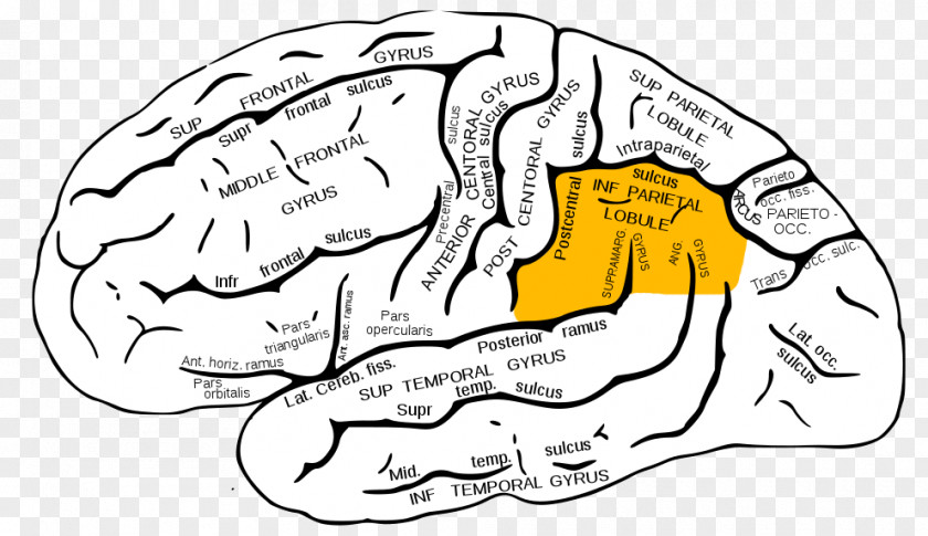 Red Ipl Inferior Parietal Lobule Lobe Frontal Gyrus Superior Lobes Of The Brain PNG