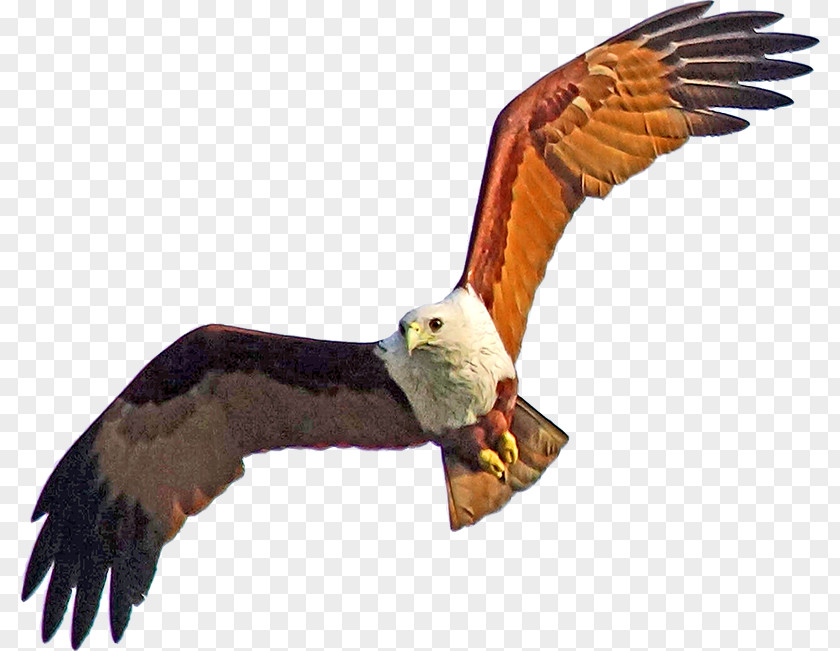 Eagle Bald Hawk Vulture Buzzard PNG