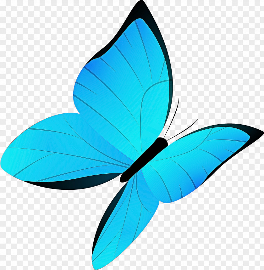 Symmetry Pollinator Butterfly Drawing PNG