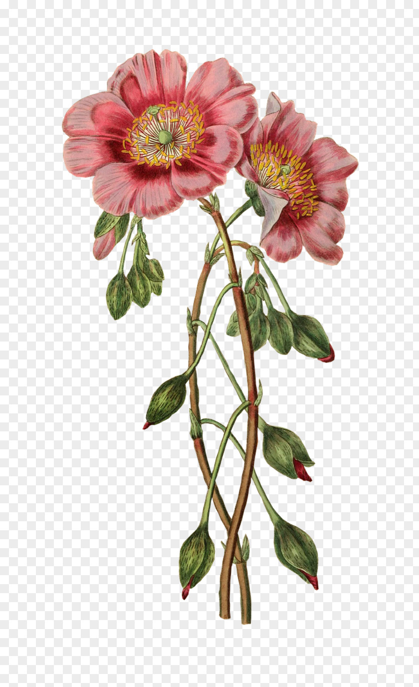 Flower Clip Art Image Illustration PNG