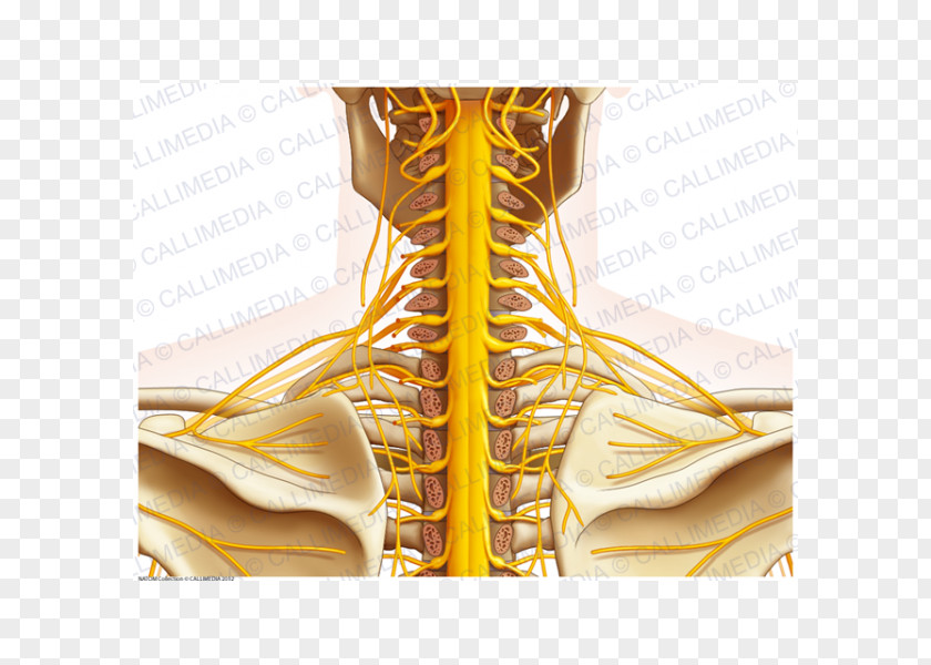 Nerve Posterior Triangle Of The Neck Human Anatomy Nervous System PNG