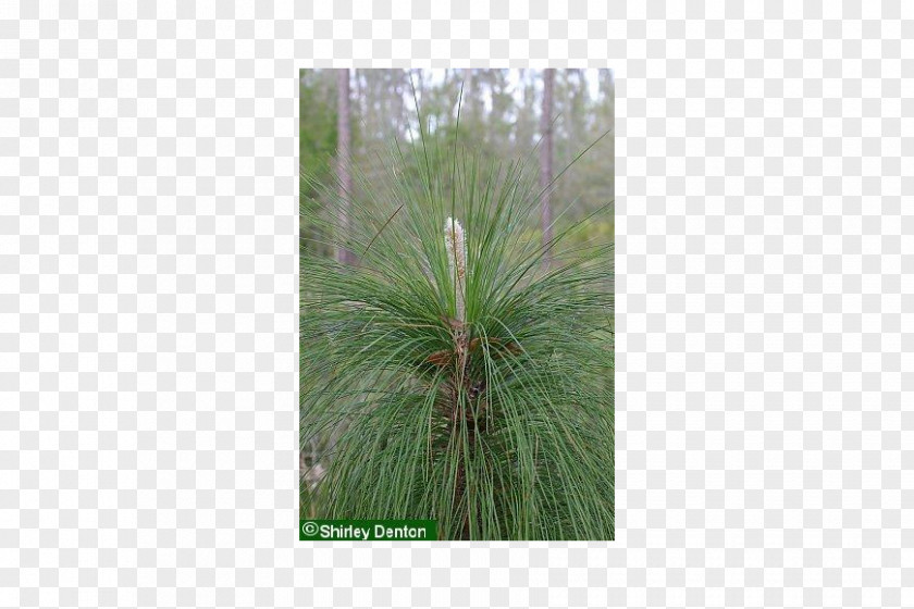 Pine Grasses Palm Trees Biome PNG