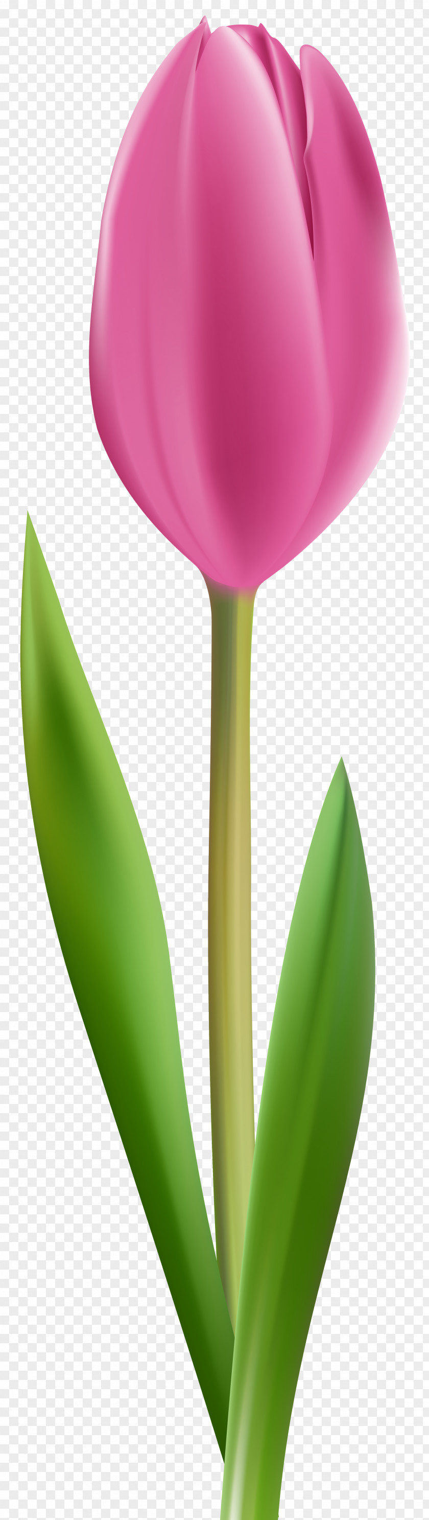 Pink Tulip Transparent Clip Art Image Petal Plant Stem PNG