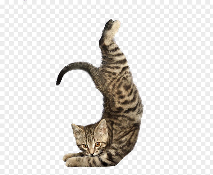 Stretching Cat Yoga Cats: The Purrfect Workout Dogs PNG