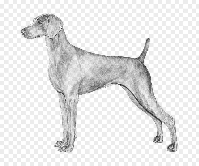 The Weimaraner Labrador Retriever German Shorthaired Pointer Dog Breed PNG