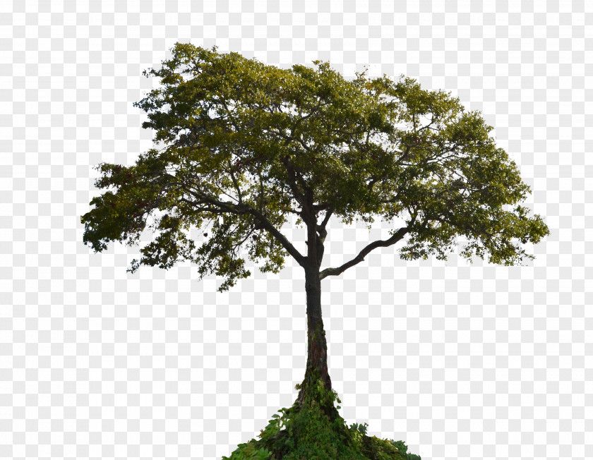 Tree Tutorial Photo Manipulation Mask Adobe Creative Cloud PNG