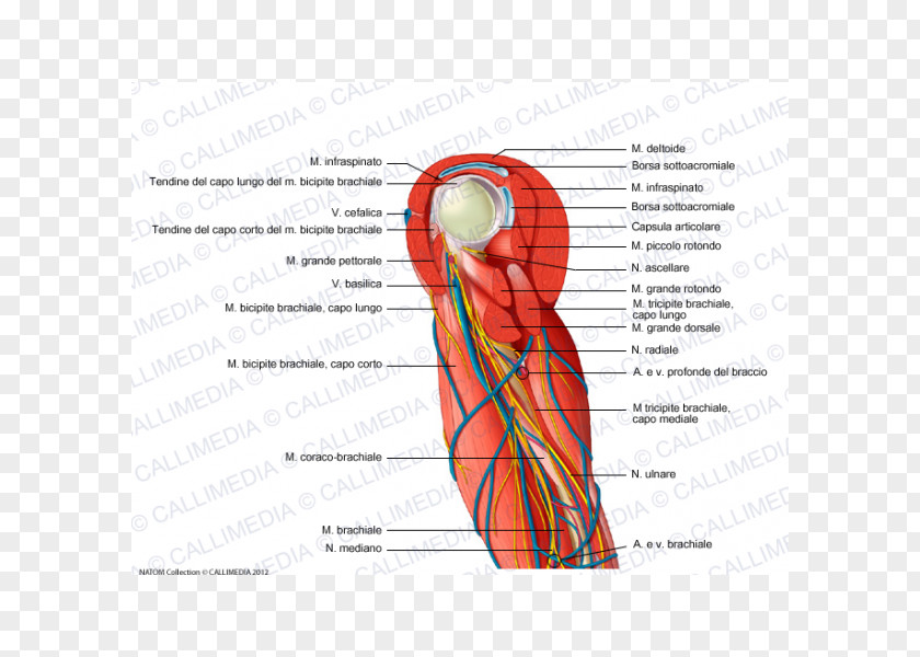 Arm Shoulder Muscle Nervous System Blood Vessel PNG