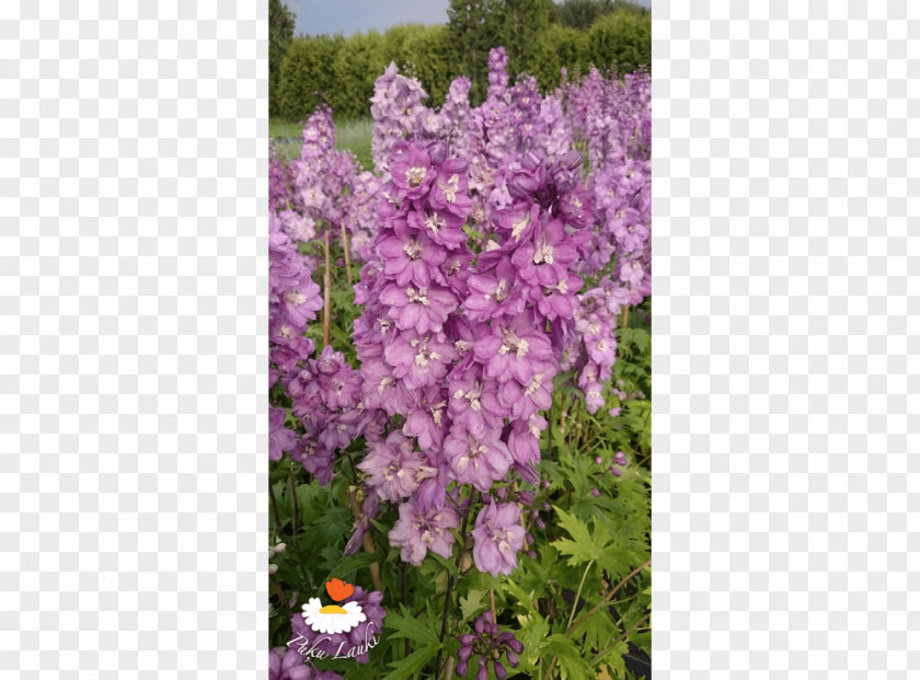 Lilac English Lavender Common Shrub PNG