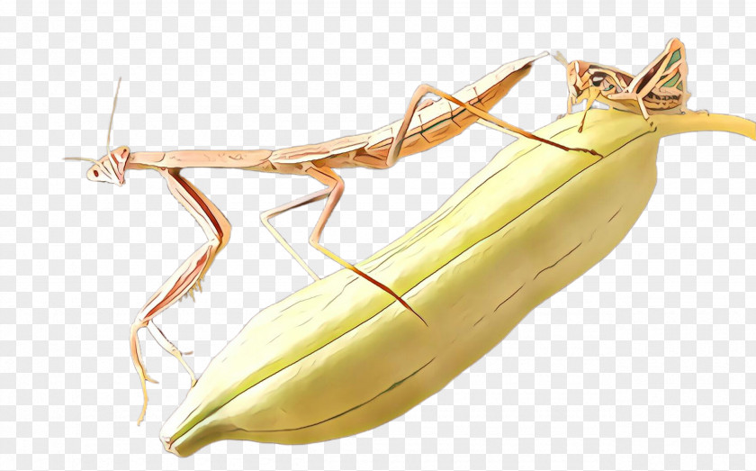 Mantidae Insect Nepenthes Plant Mantis PNG