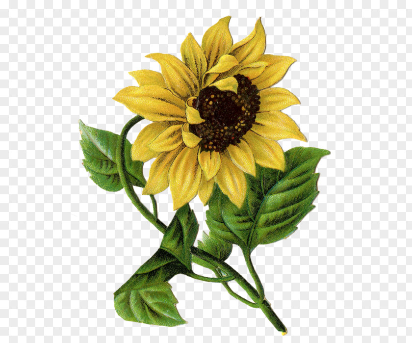 Mother's Day Common Sunflower Child Greeting & Note Cards PNG