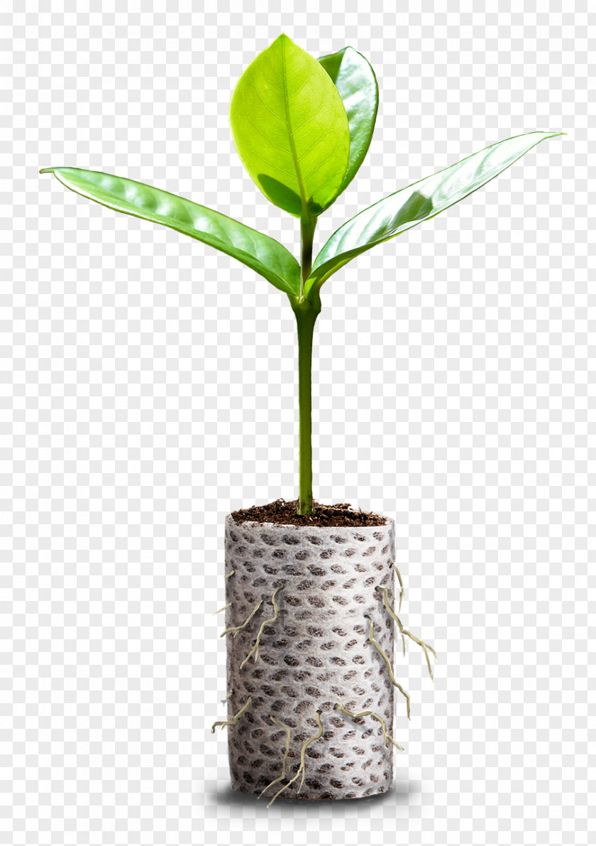 Container Paper Plastic Bag Forestry Production PNG