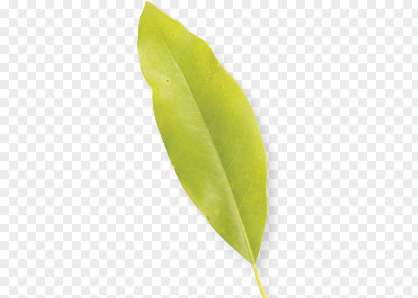 Leaf Plant Stem PNG