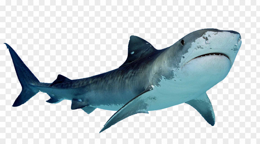 Shark Free Download Great White PNG