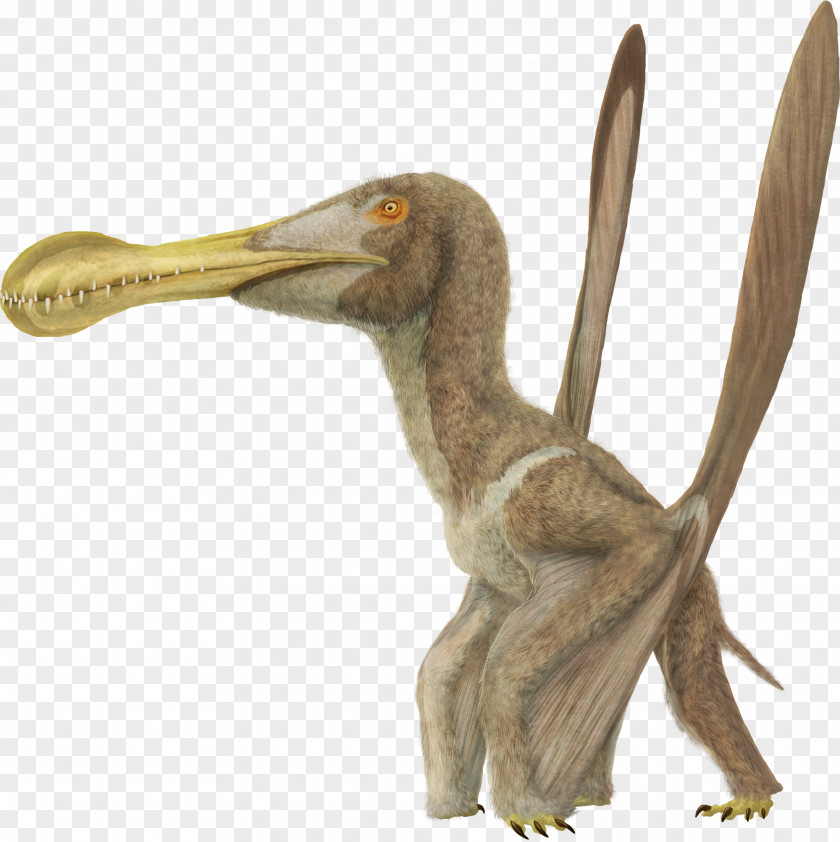 Tropeognathus Ornithocheirus Buenzeli Coloborhynchus Beak Cretaceous PNG