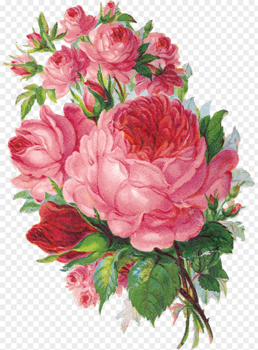 Vintage Rose Floristry Flower Garden Roses Watercolor Painting PNG