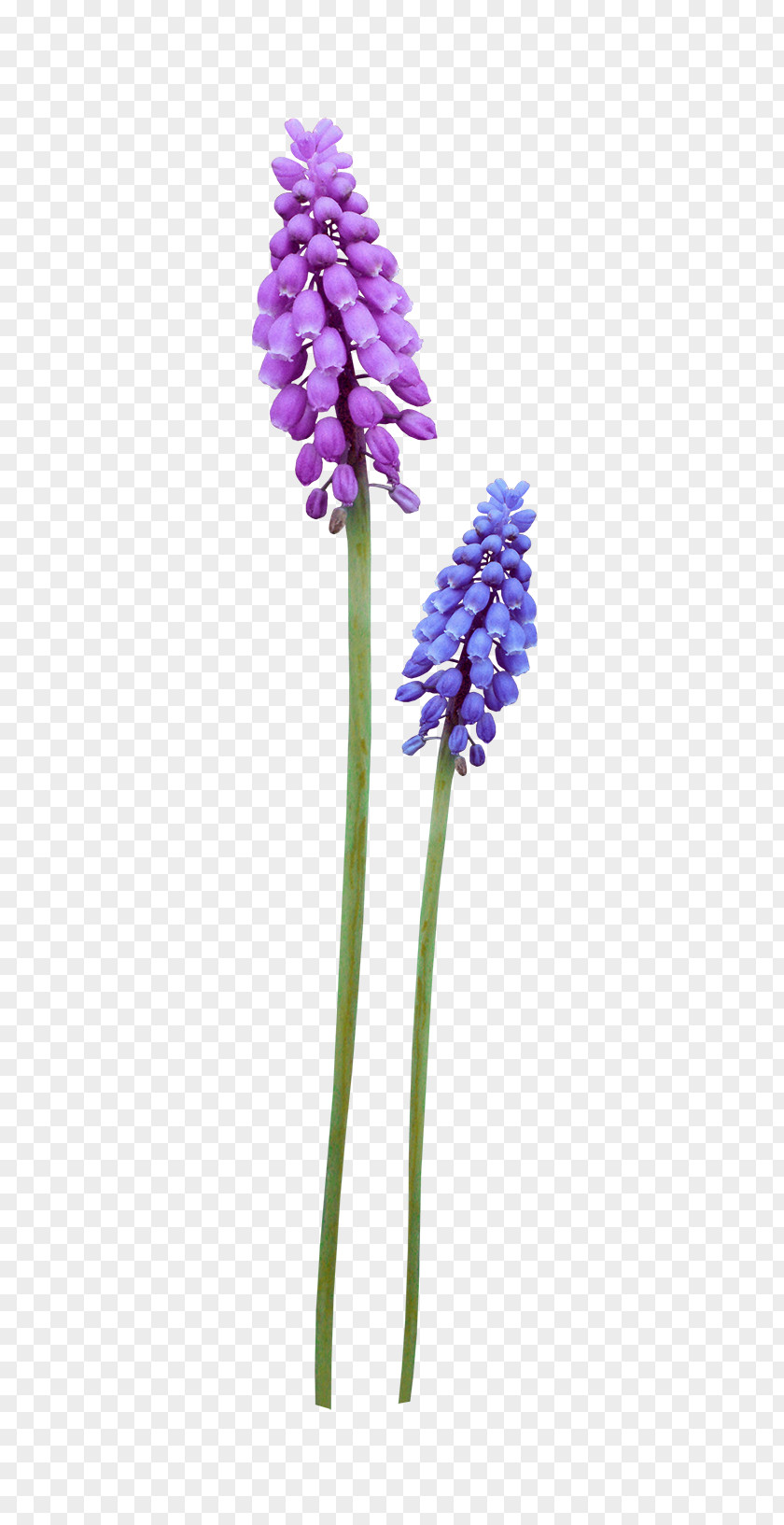 Wildflowers Picture Material Flower Violet Purple PNG