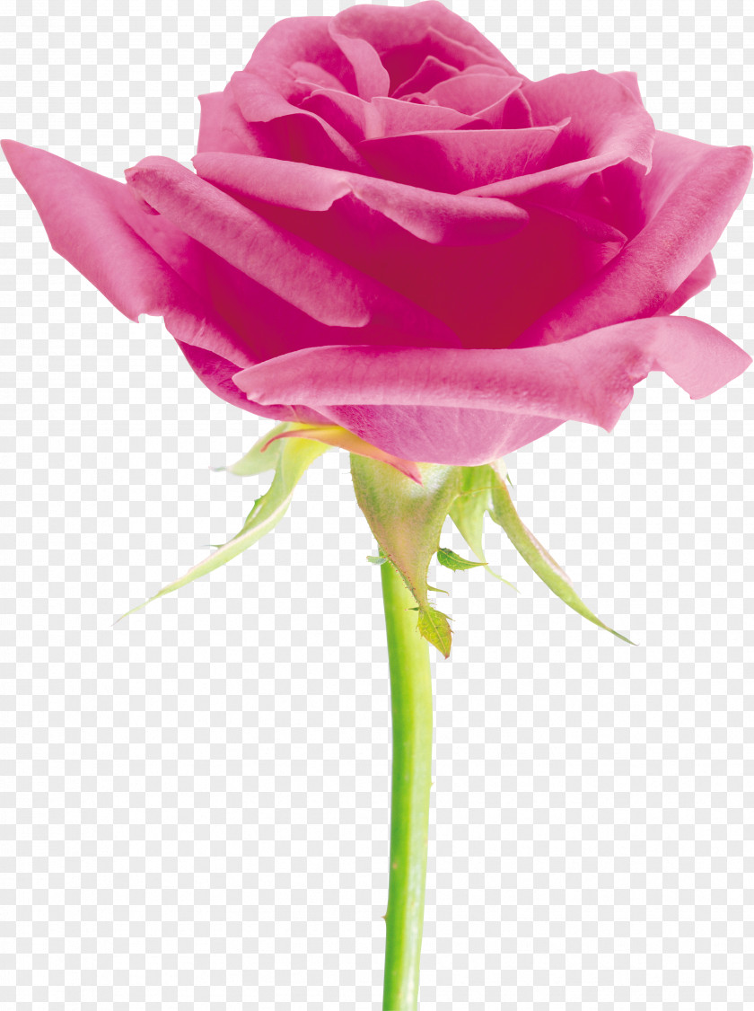 Pink Roses Beach Rose Cut Flowers Petal Garden PNG