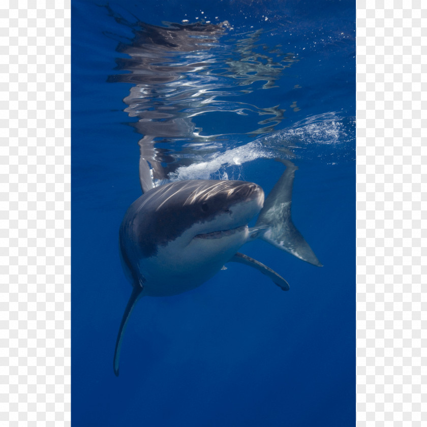 Shark Great White Guadalupe Island Mackerel Sharks Canvas Print PNG