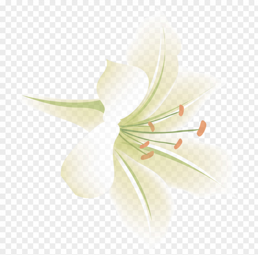 Aesthetic Exquisite Flower Lily Lilium Aesthetics PNG