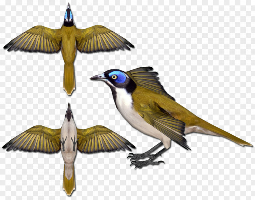 Blue Faced Honeyeater Blue-faced Honeyeaters Beak Animal Fauna PNG