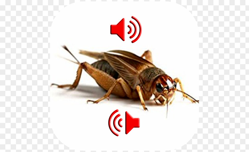 Cricket Live Food Reptile Mealworm Locust PNG