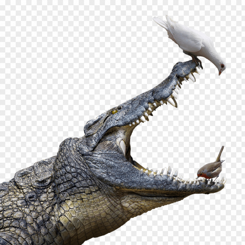 Crocodile Nile American Alligator Nice PNG