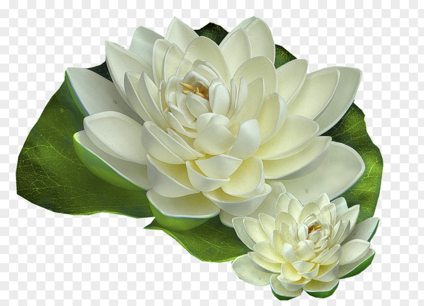 Flower Nymphaea Alba Tutorial PNG