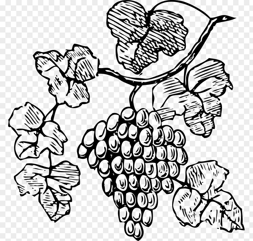 Grapes Images Common Grape Vine Wine Decorative Borders Clip Art PNG