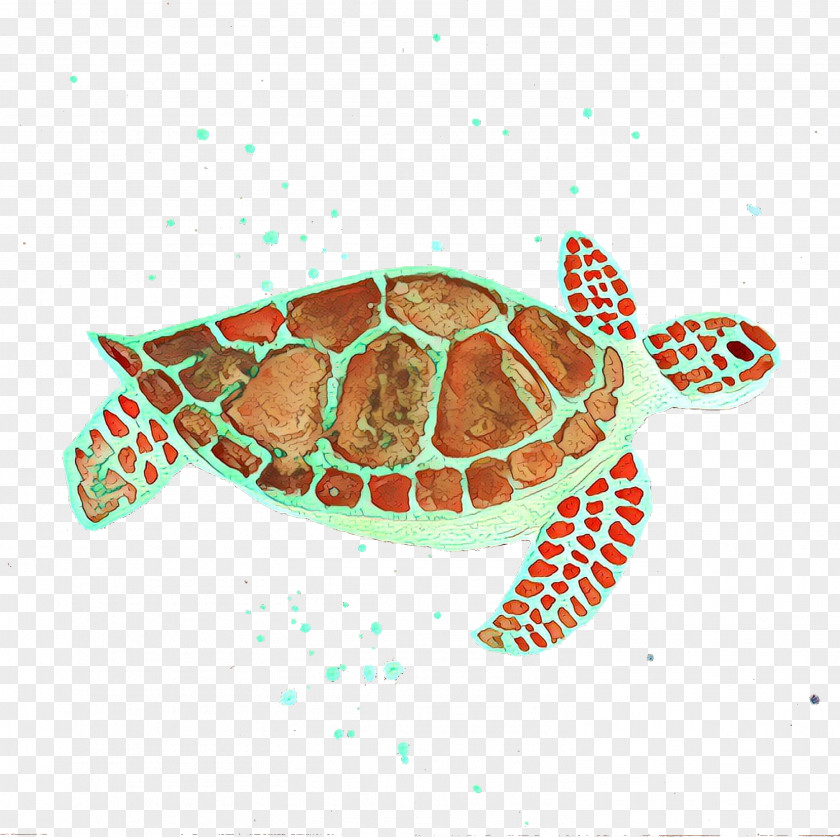 Olive Ridley Sea Turtle Pond Background PNG