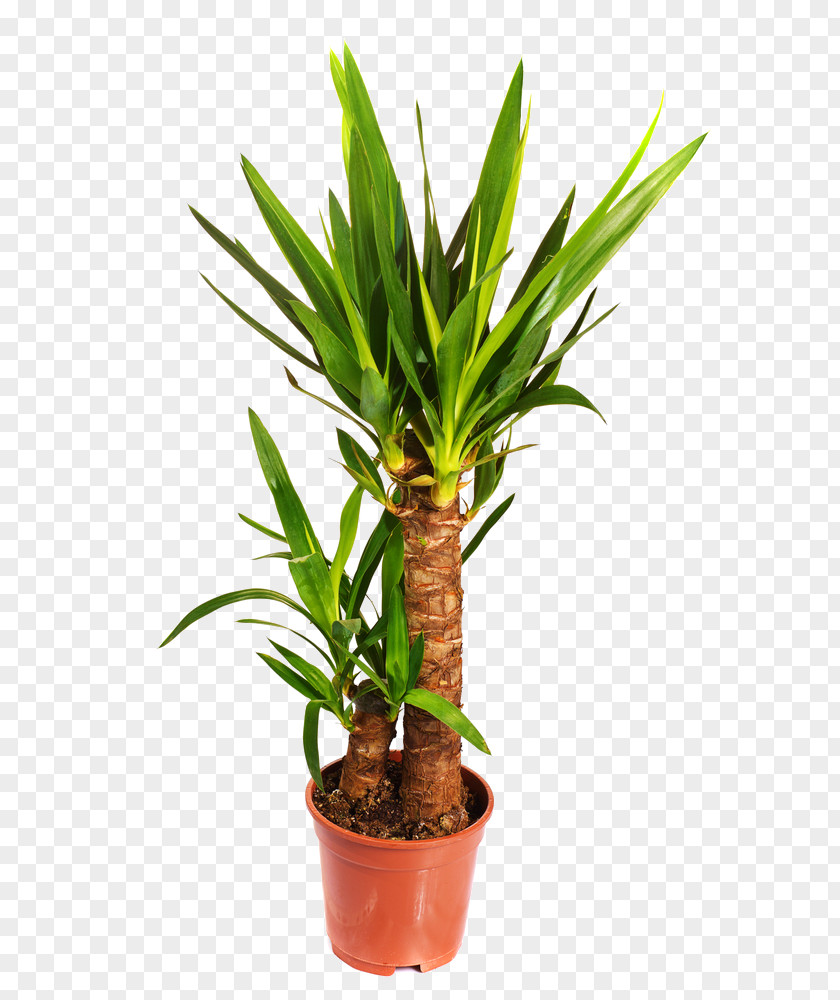 Plant Spineless Yucca Baccata Rostrata Gloriosa Houseplant PNG