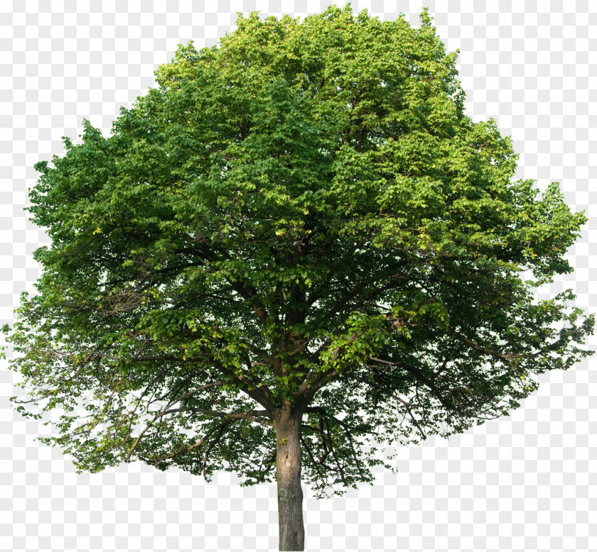 Tree European Beech English Oak Tilia Platyphyllos Stock Photography PNG