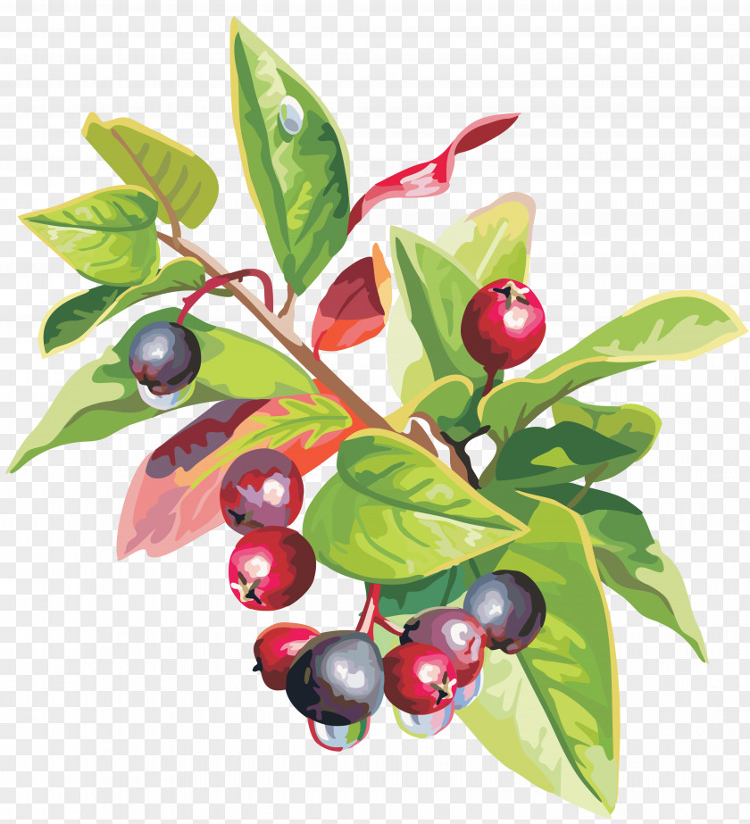 Berries Lingonberry Fruit Food Clip Art PNG