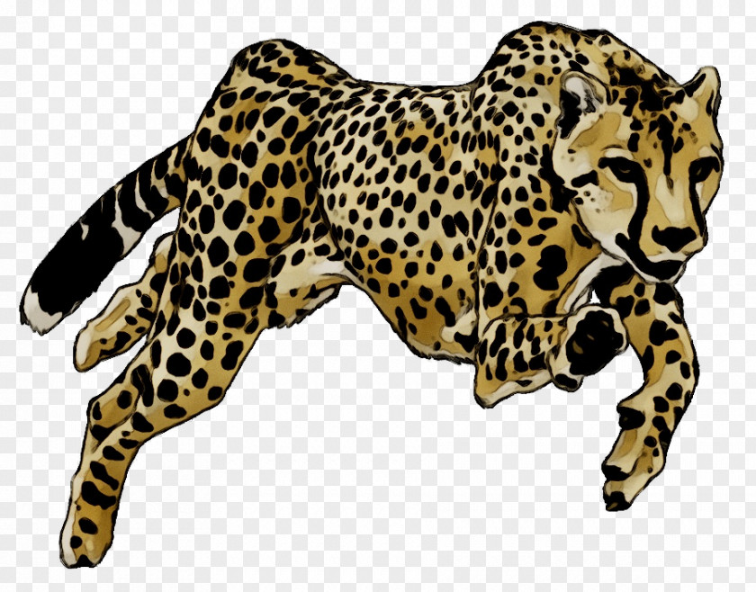 Cheetah Drawing Image Cat Leopard PNG