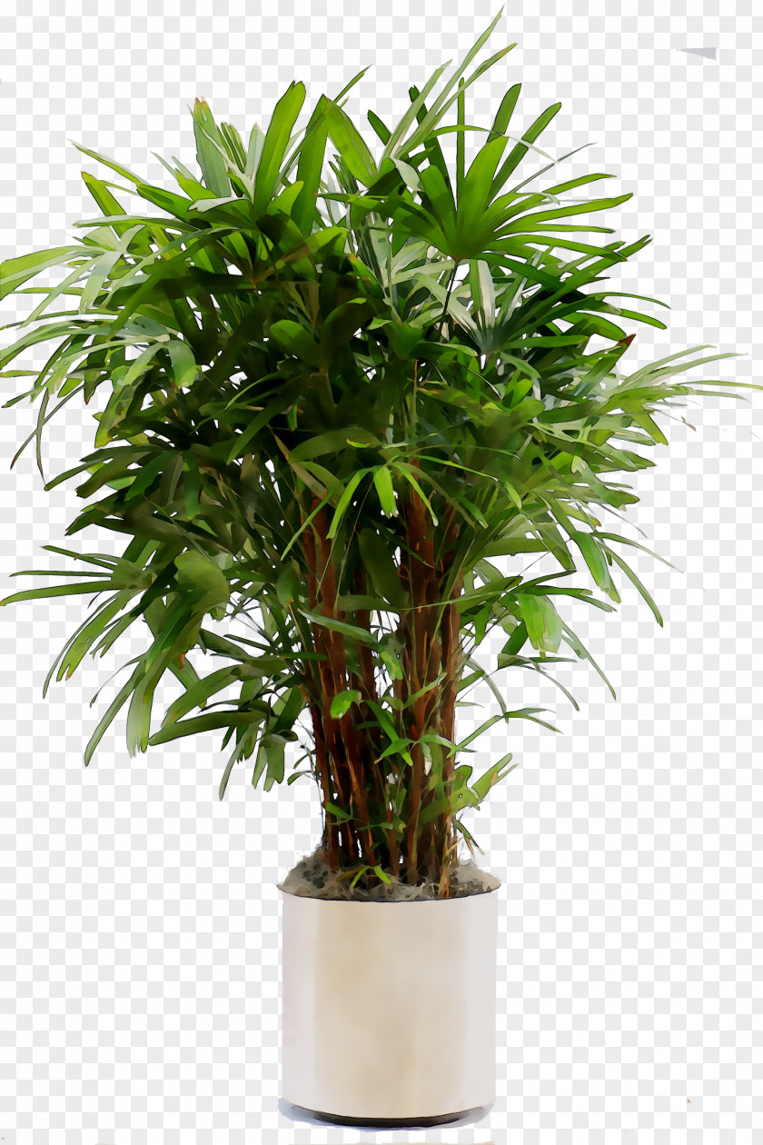 Palm Trees Flowerpot Houseplant Shrub PNG