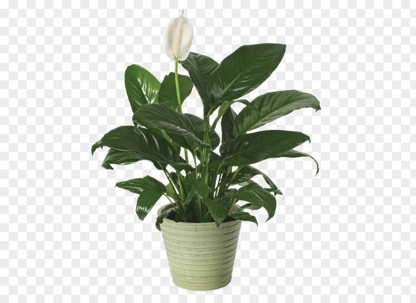 Peace Lily Cut Flowers Flowerpot Houseplant PNG