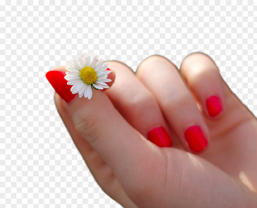 The Hands Of Small Chrysanthemum Nail Polish Manicure Pedicure Art PNG