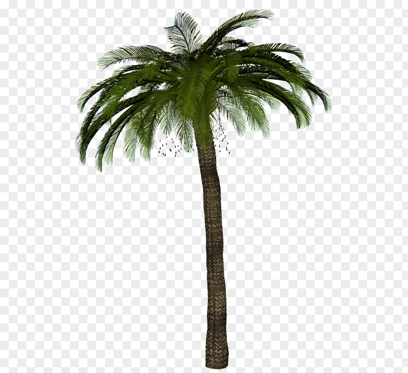 Tree Arecaceae Coconut PNG