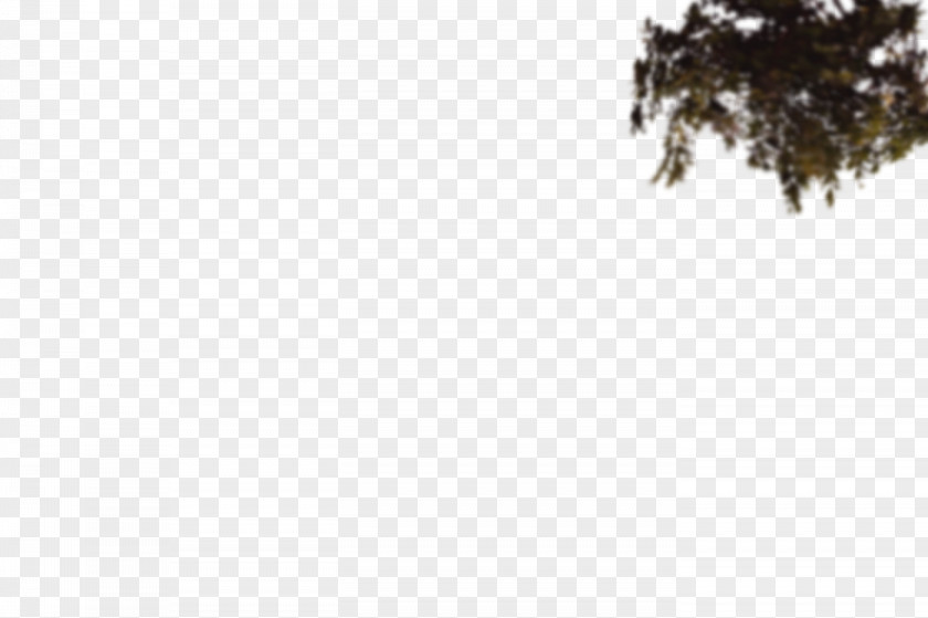 Tree Shrub Sky Plc Font PNG