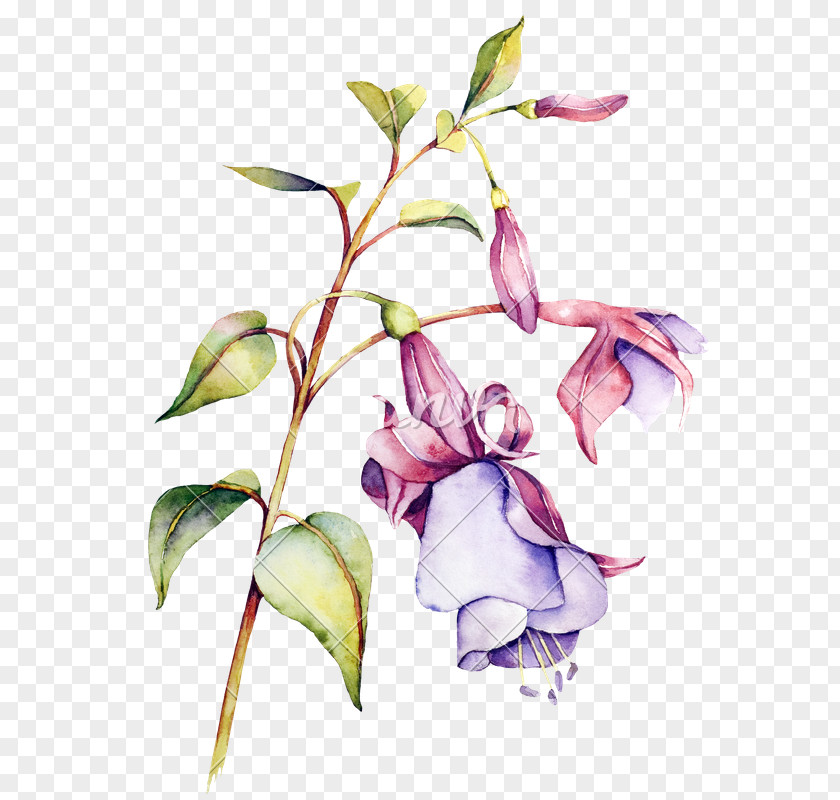 WATERCOLOR LEAF Watercolor Painting Flower Floral Design PNG