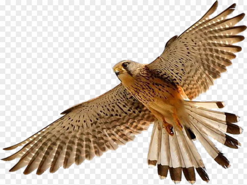 Falcon Bird Clip Art PNG